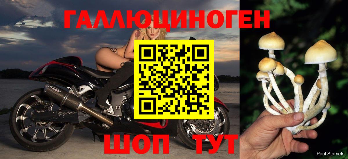 Сердобск  Галлюциногенные грибы Psilocybine cubensis  Вход с VPN 